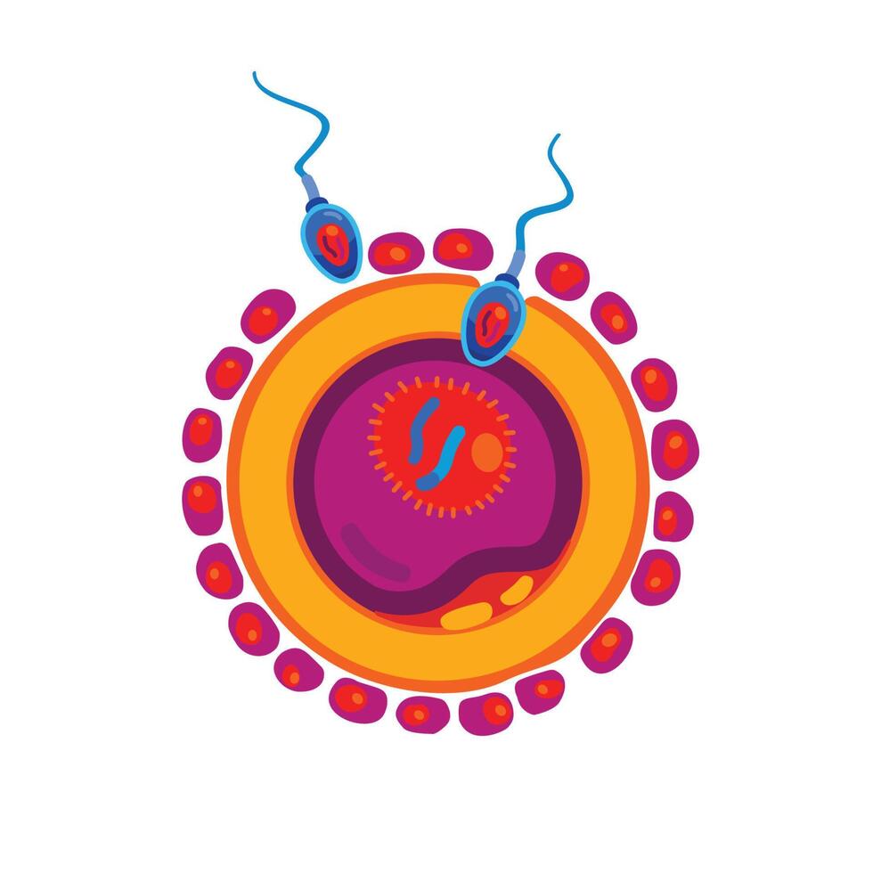 In vitro fertilization, injecting sperm into an egg. Assisted reproductive treatment vector