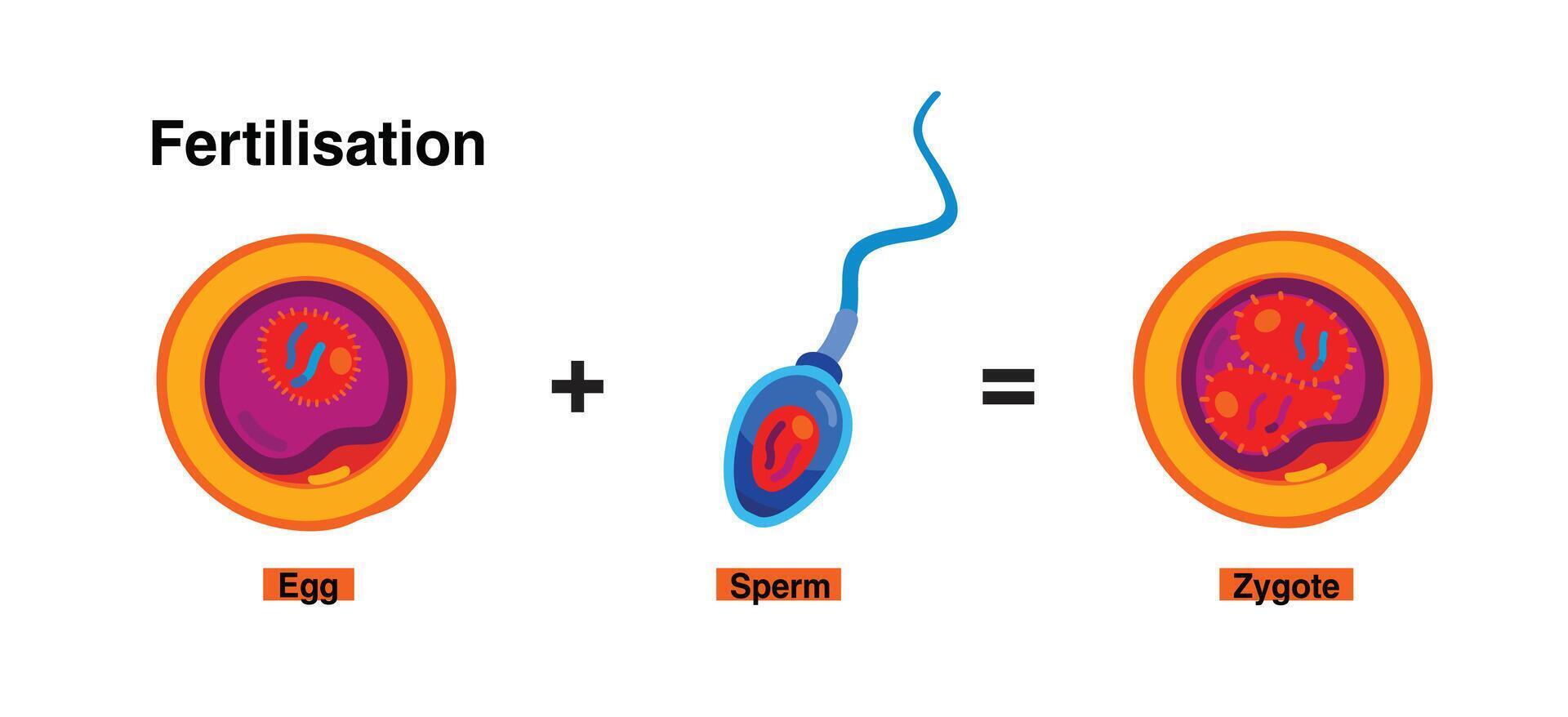 illustration of human fertilization, the union of human egg and sperm, biological fertilization vector