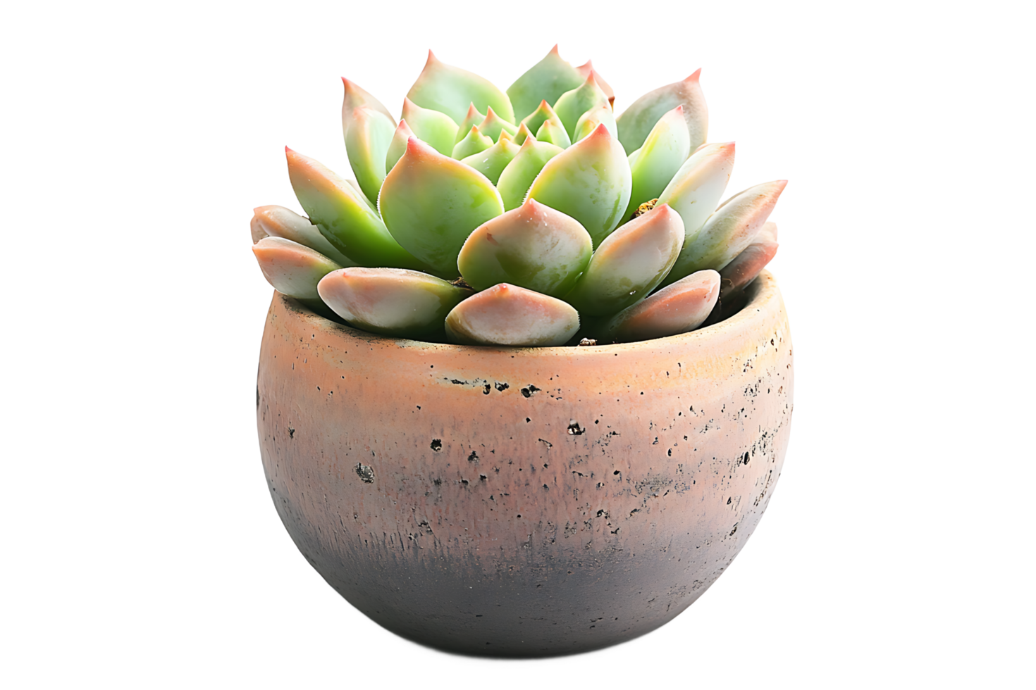 Succulent Plant in a Terracotta Pot png