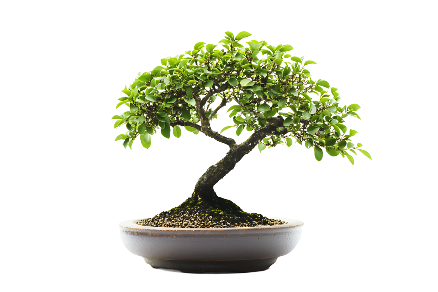 Bonsai Tree in Brown Pot png