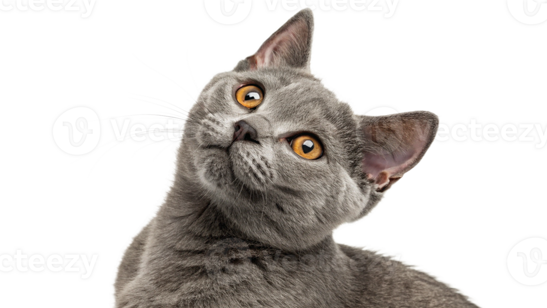 A mischievous gray cat with a tilted head png