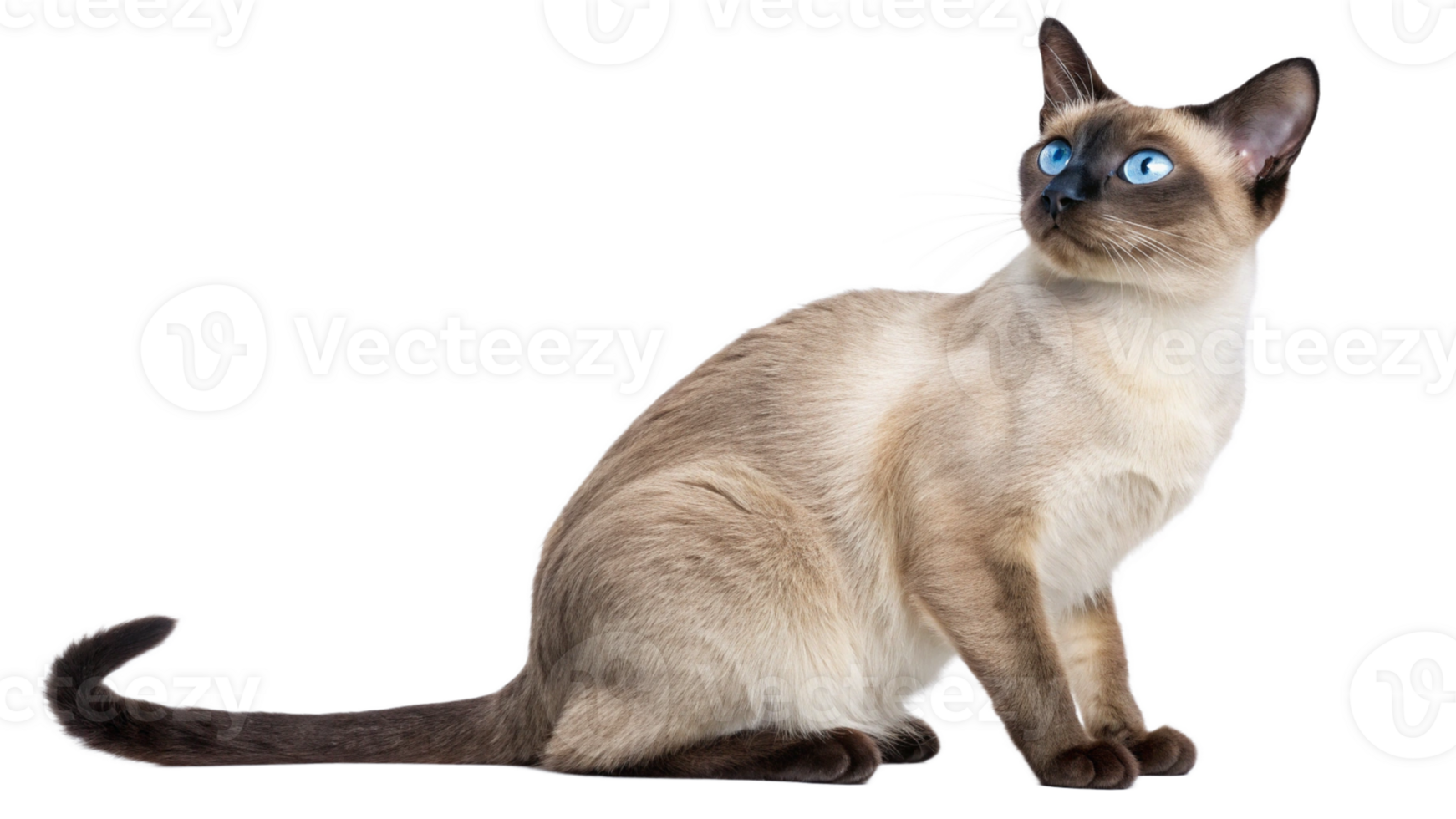 A curious Siamese cat with striking blue eyes png