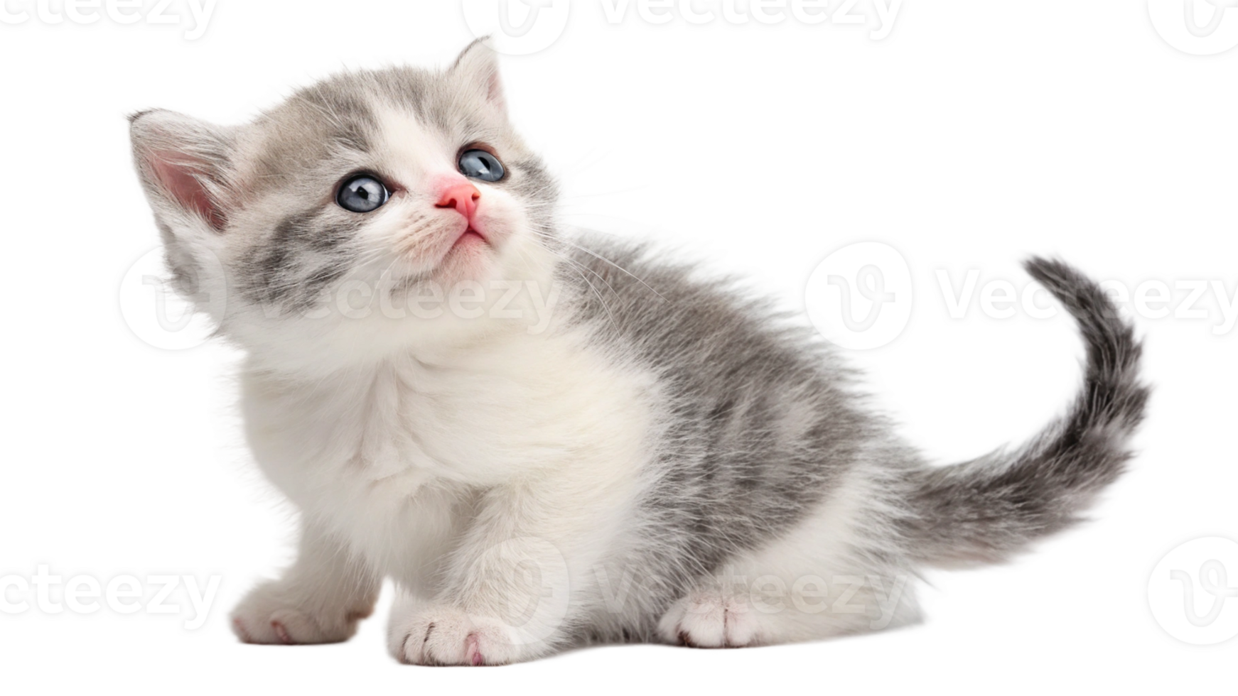 A tiny kitten with a pink nose and big eyes, sitting png