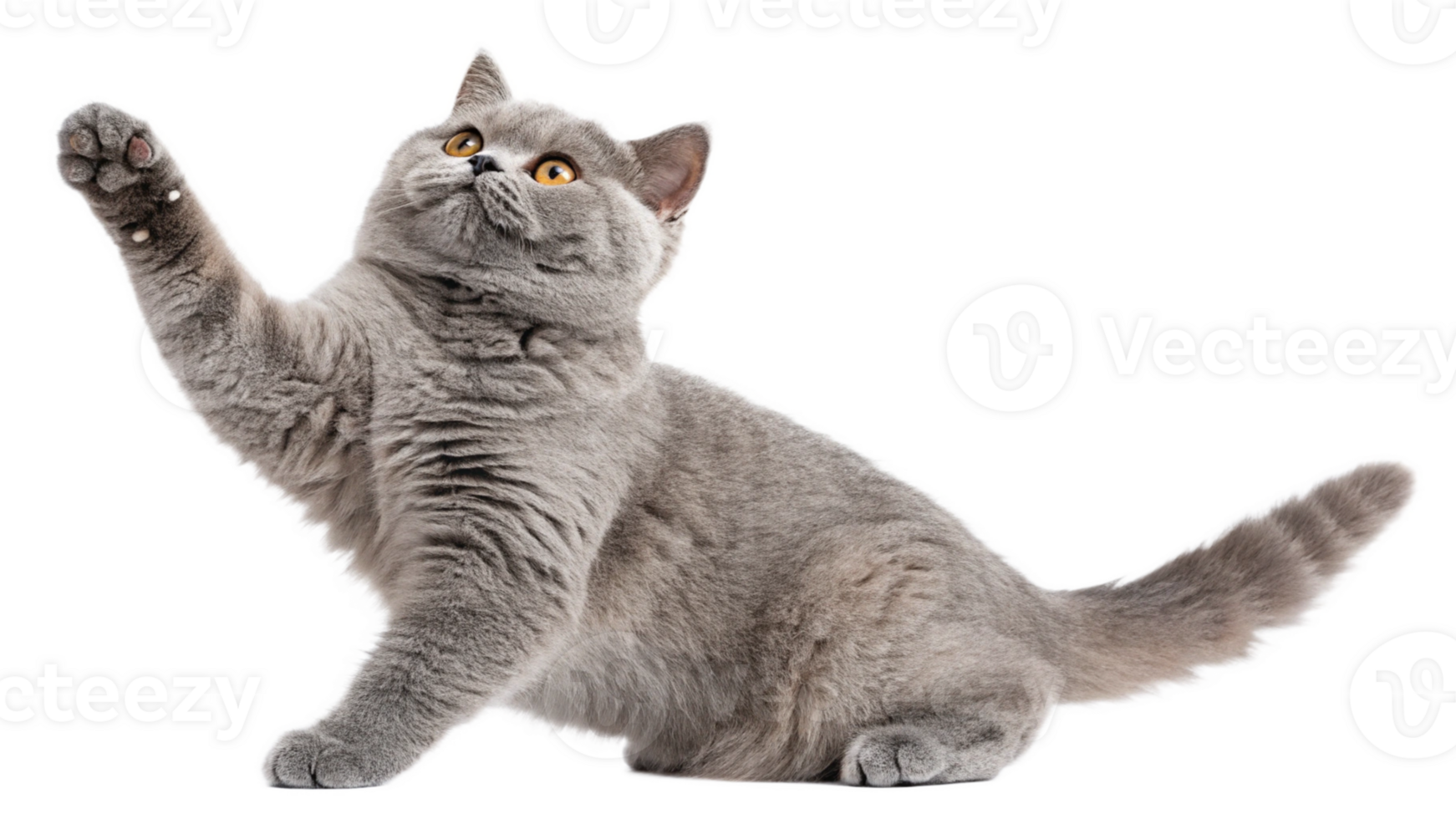A playful British Shorthair cat batting at an invisible toy png