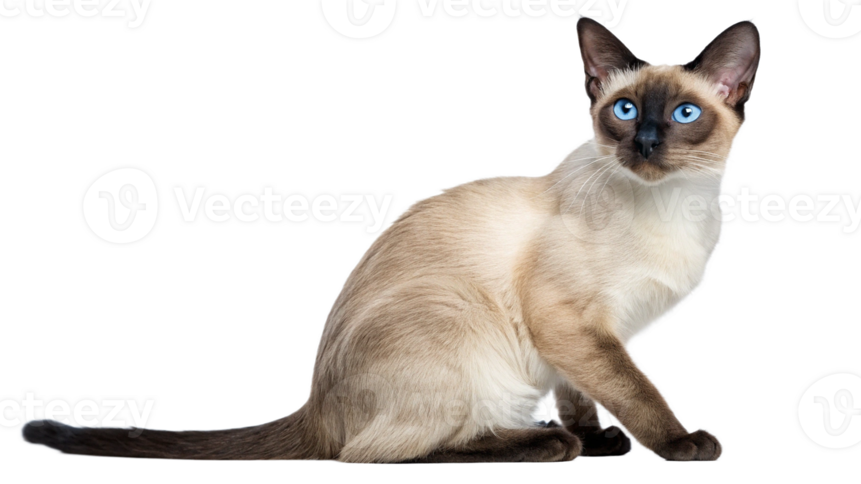 A curious Siamese cat with striking blue eyes, sitting png