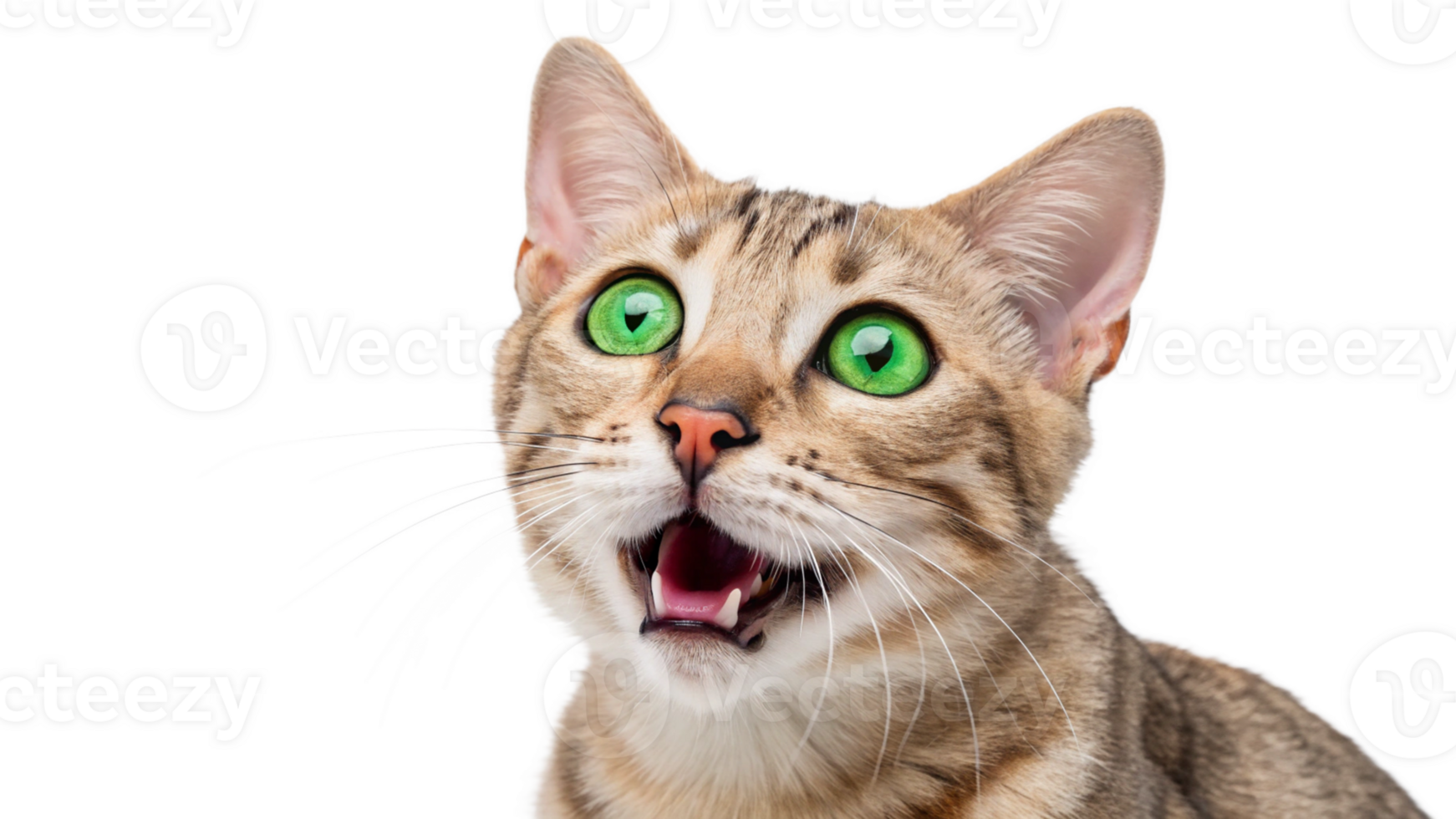 Close-up of a playful tabby cat with bright green eyes, isolated png