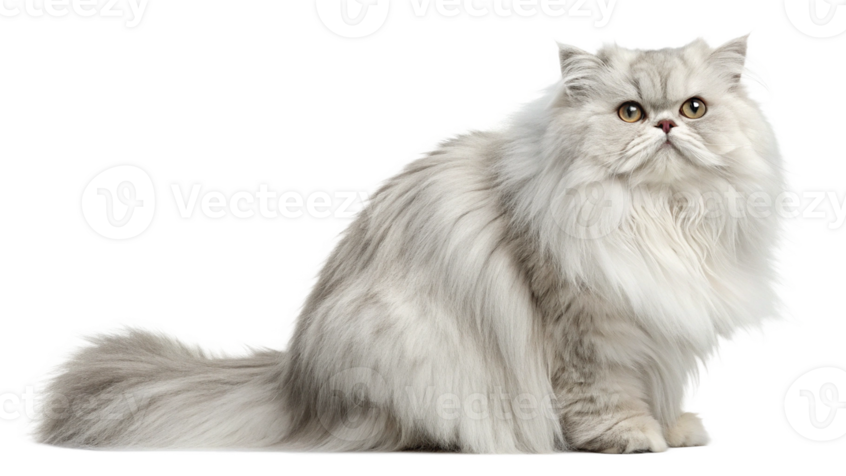 A fluffy Persian cat with a serene expression, isolated on a transparent background png