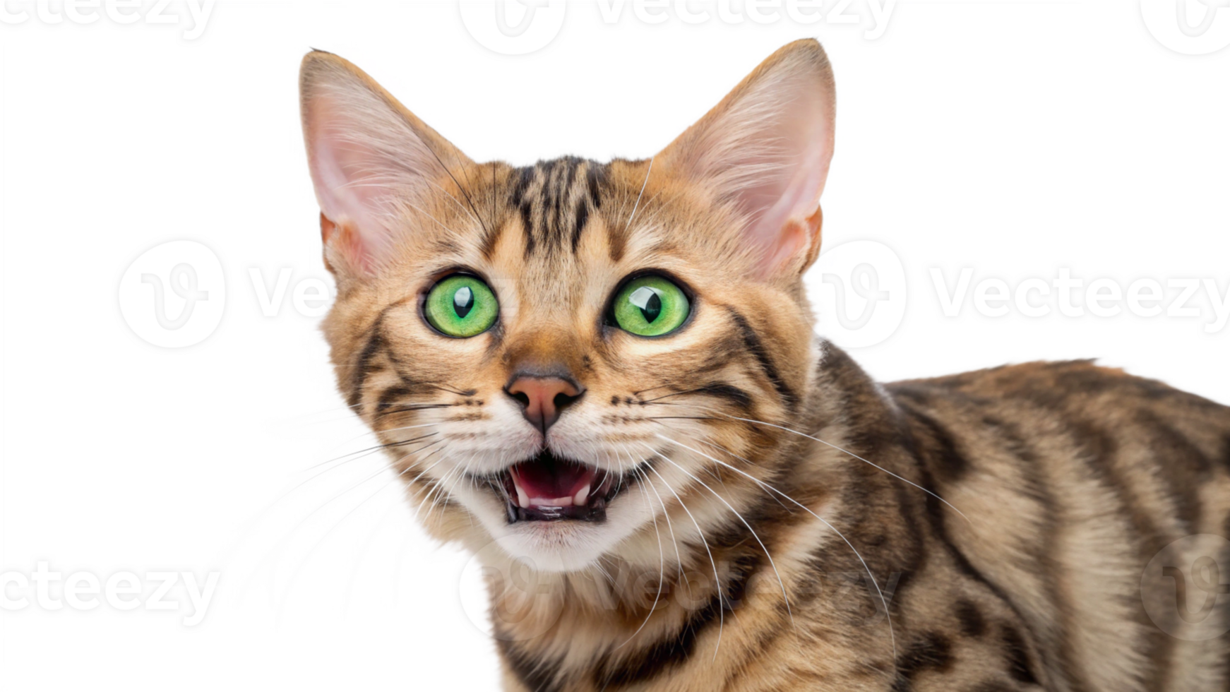Close-up of a playful tabby cat with bright green eyes png