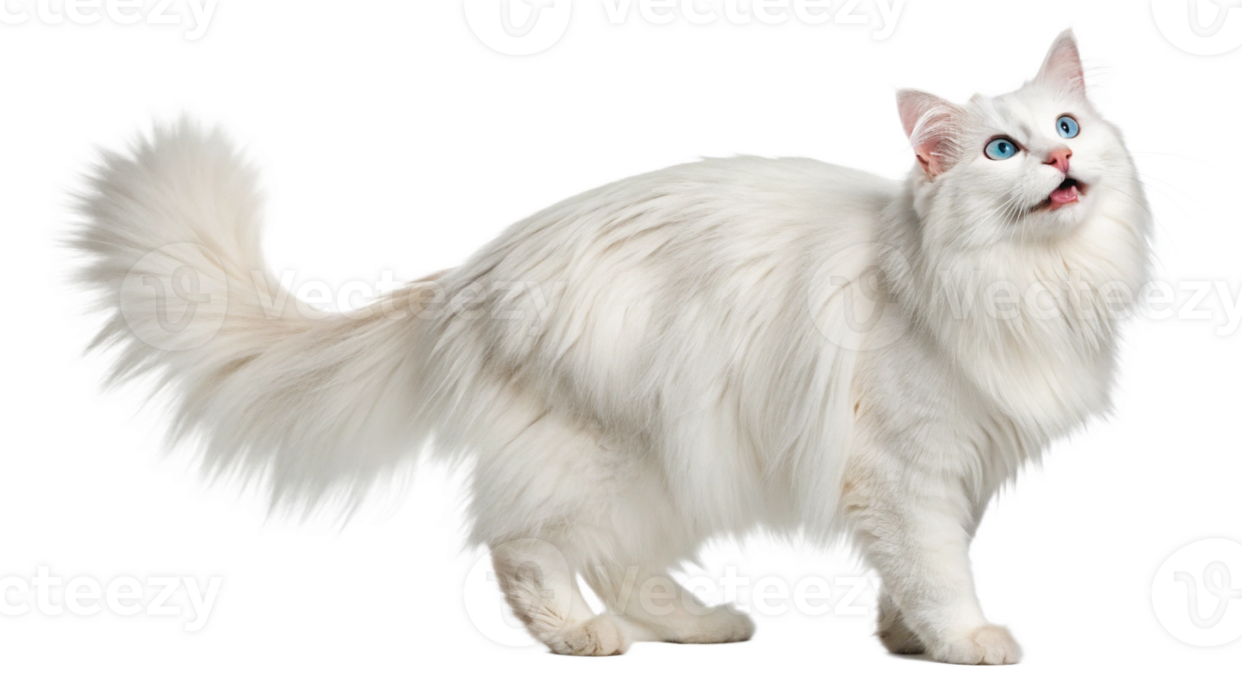 A fluffy Turkish Angora cat with a playful expression, isolated on a transparent background png