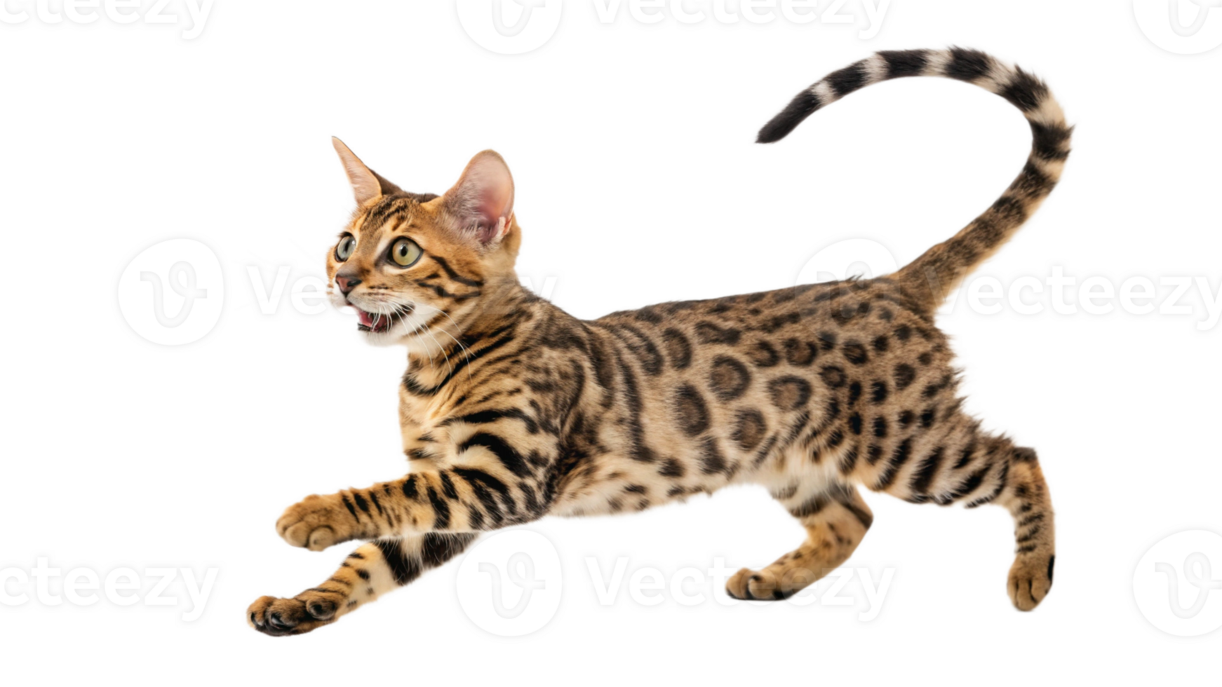 A playful Bengal cat with a spotted coat, leaping png
