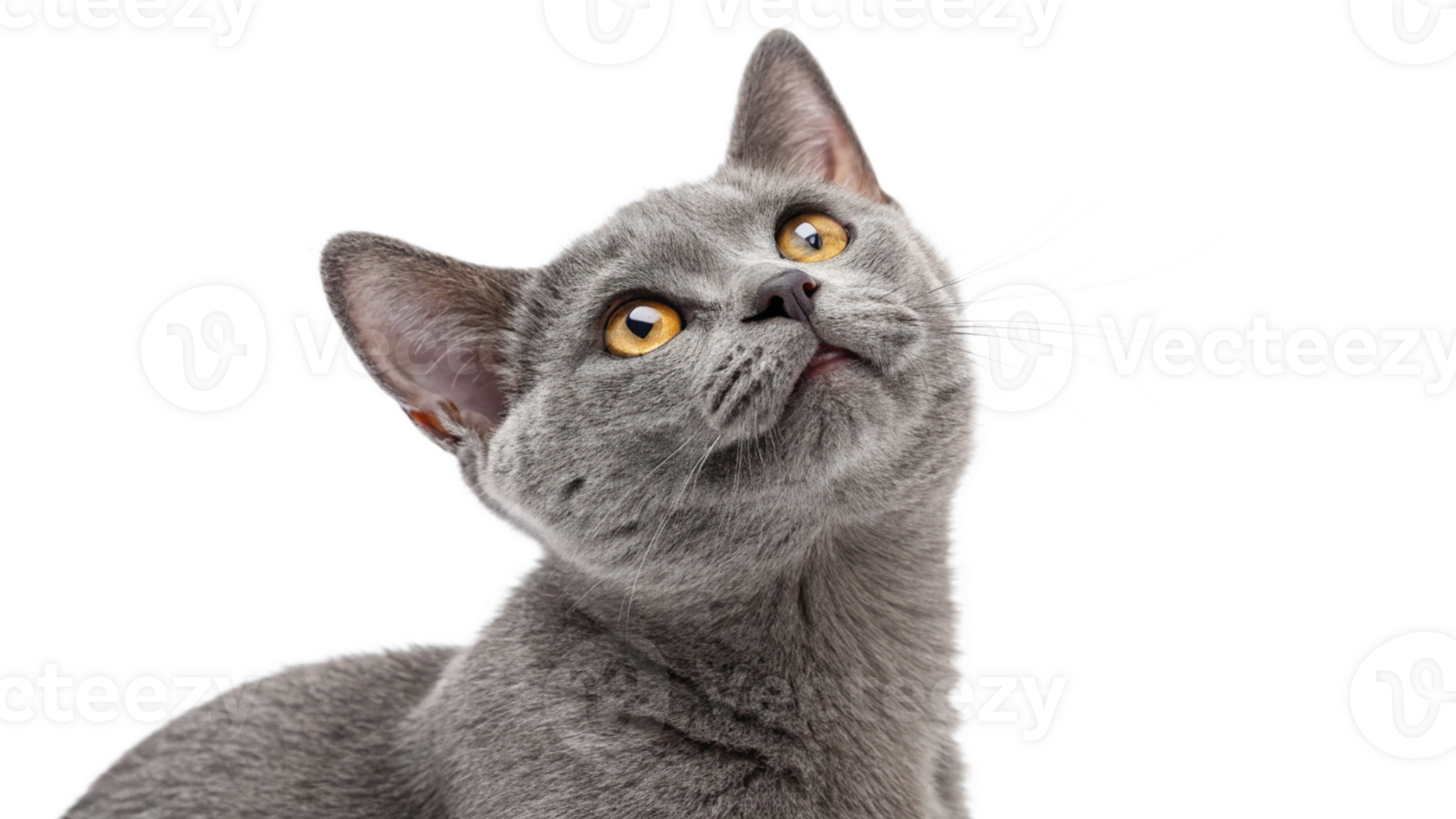 A mischievous gray cat with a tilted head, isolated png
