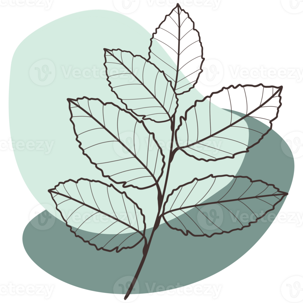This image features a detailed line drawing of a branch with several leaves. The drawing is in black ink on a light background. png