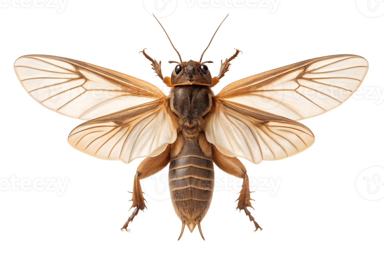 Front view, Mole Cricket, is spreading its wings and flying, isolated on a transparent background png