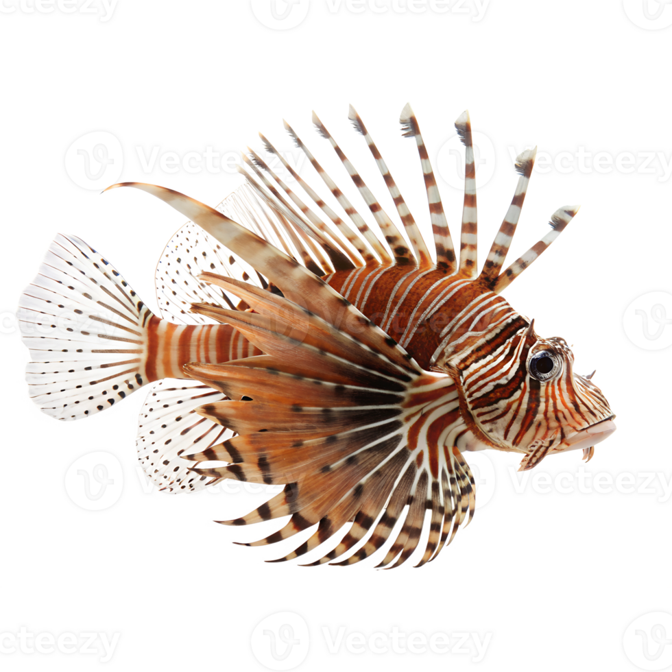 Lionfish An elegant lionfish with striped fins extended like a mane, swimming, isolated on a transparent background png