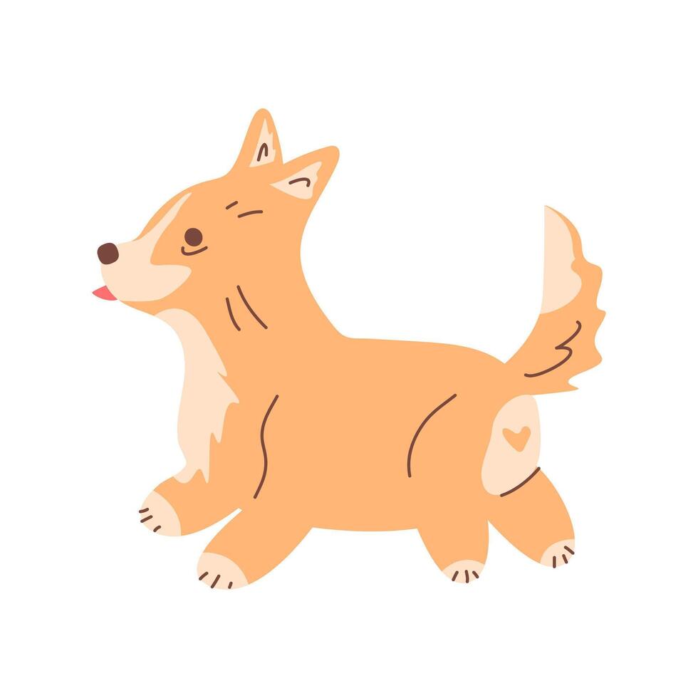 The corgi puppy runs happily. The illustration shows a pedigreed dog. The character is a puppy with his tongue hanging out. Pet. Flat illustration. Dog training, walking, pet supplies vector