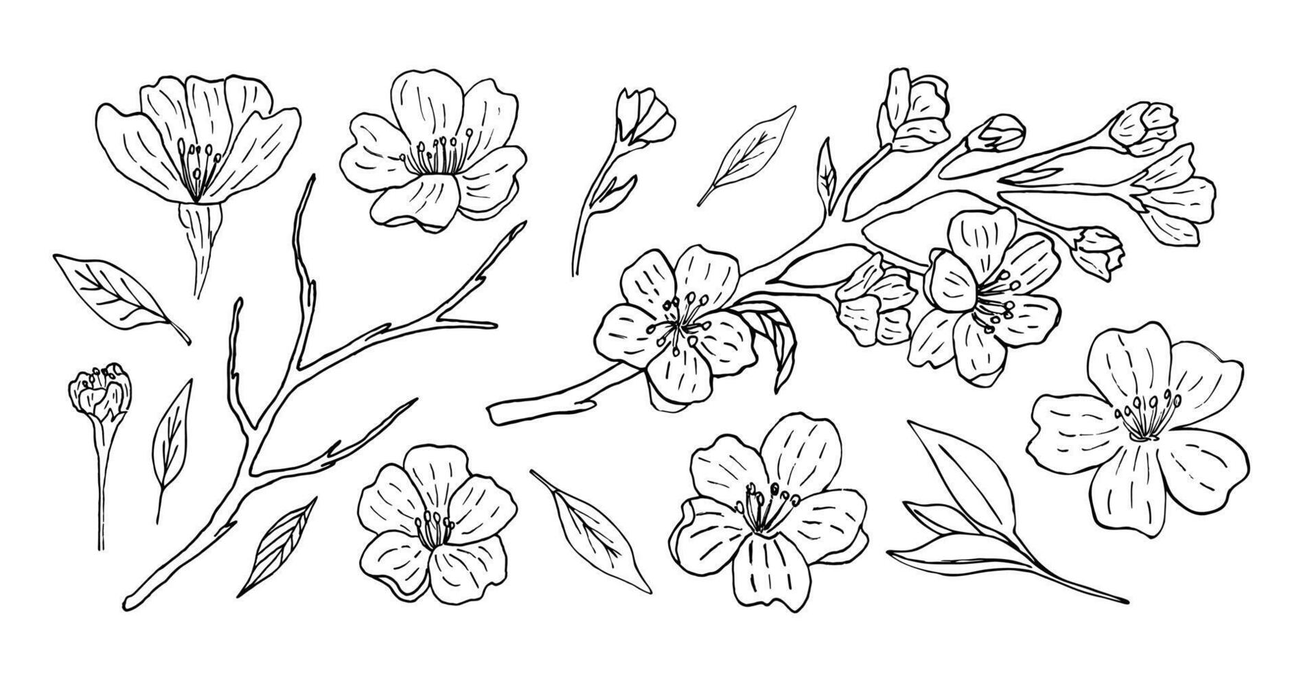 A set of sakura flowers with beautiful twigs and buds, made by hand with a liner. illustration of a Japanese flowering tree in vintage style. Floral and botanical set of elements vector
