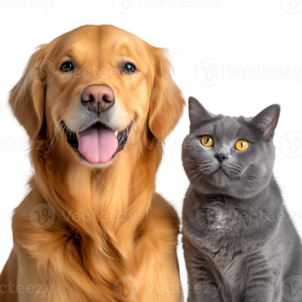 A dog and cat are standing next to each other png