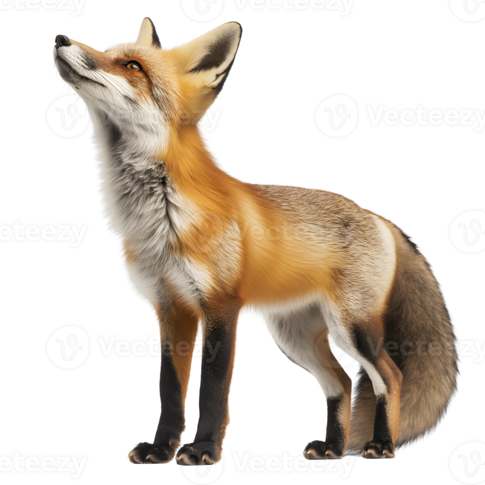 A fox standing isolated on transparent background. png