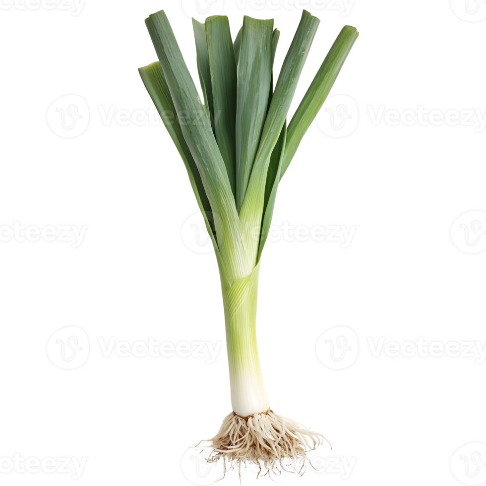 green onion isolated on transparent background. png