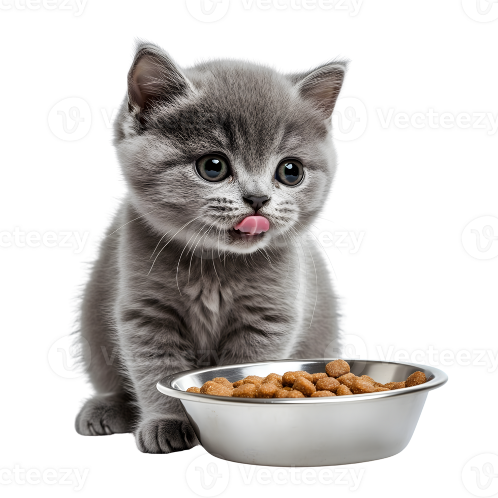 A kitten is sitting next to a bowl of food png