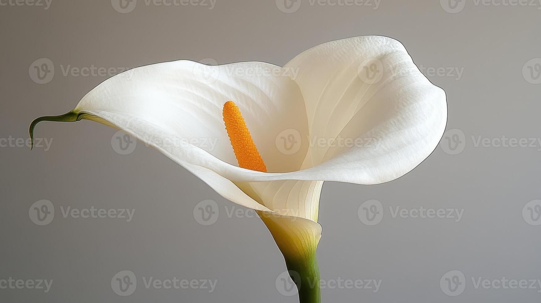 White Calla Lily Flower, Close-up Studio Shot, Elegant, Background Grey photo