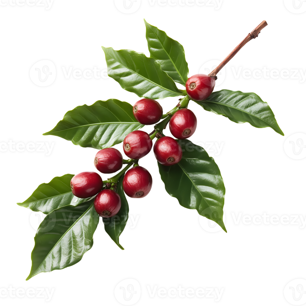 Coffee beans on a branch png
