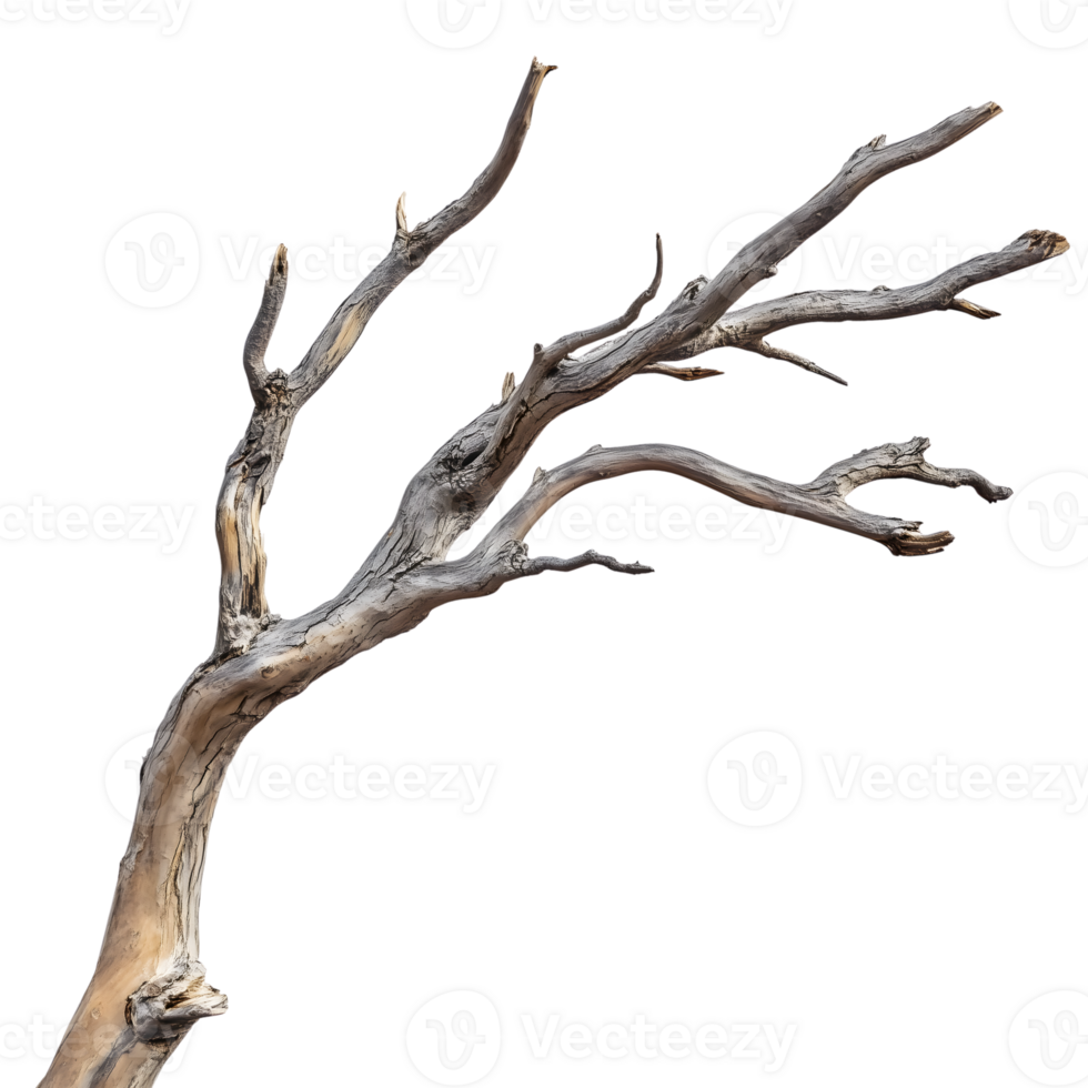 A dead tree with no leaves on it png