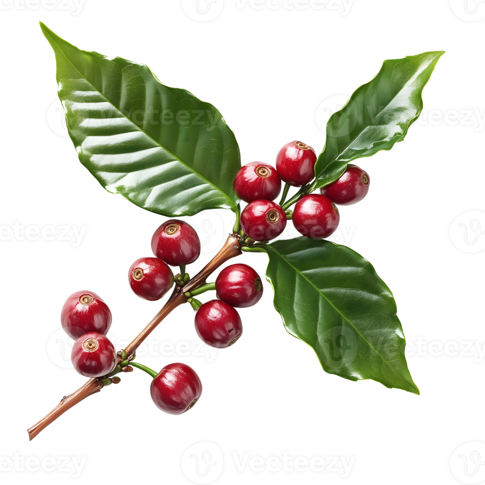 Coffee beans on a branch with leaves png