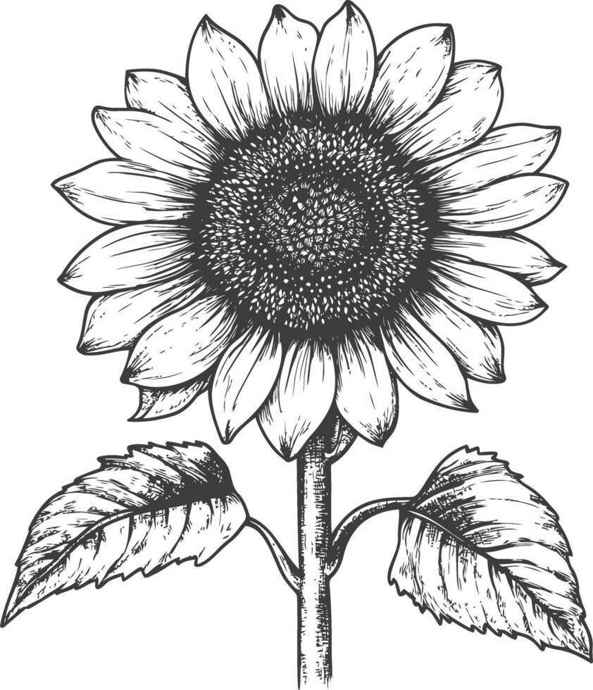 Hand Drawn Illustration Of A Sunflower With Leaves vector