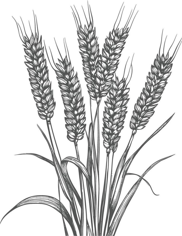 Hand Drawn Illustration Of A Wheat Sheaf With Six Stalks vector