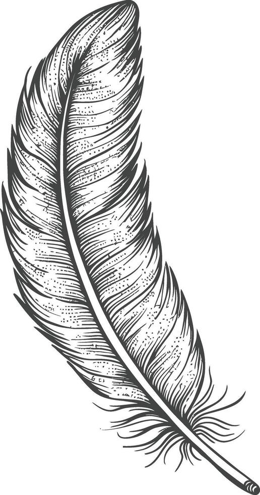 Hand Drawn Detailed Black And White Bird Feather Illustration vector