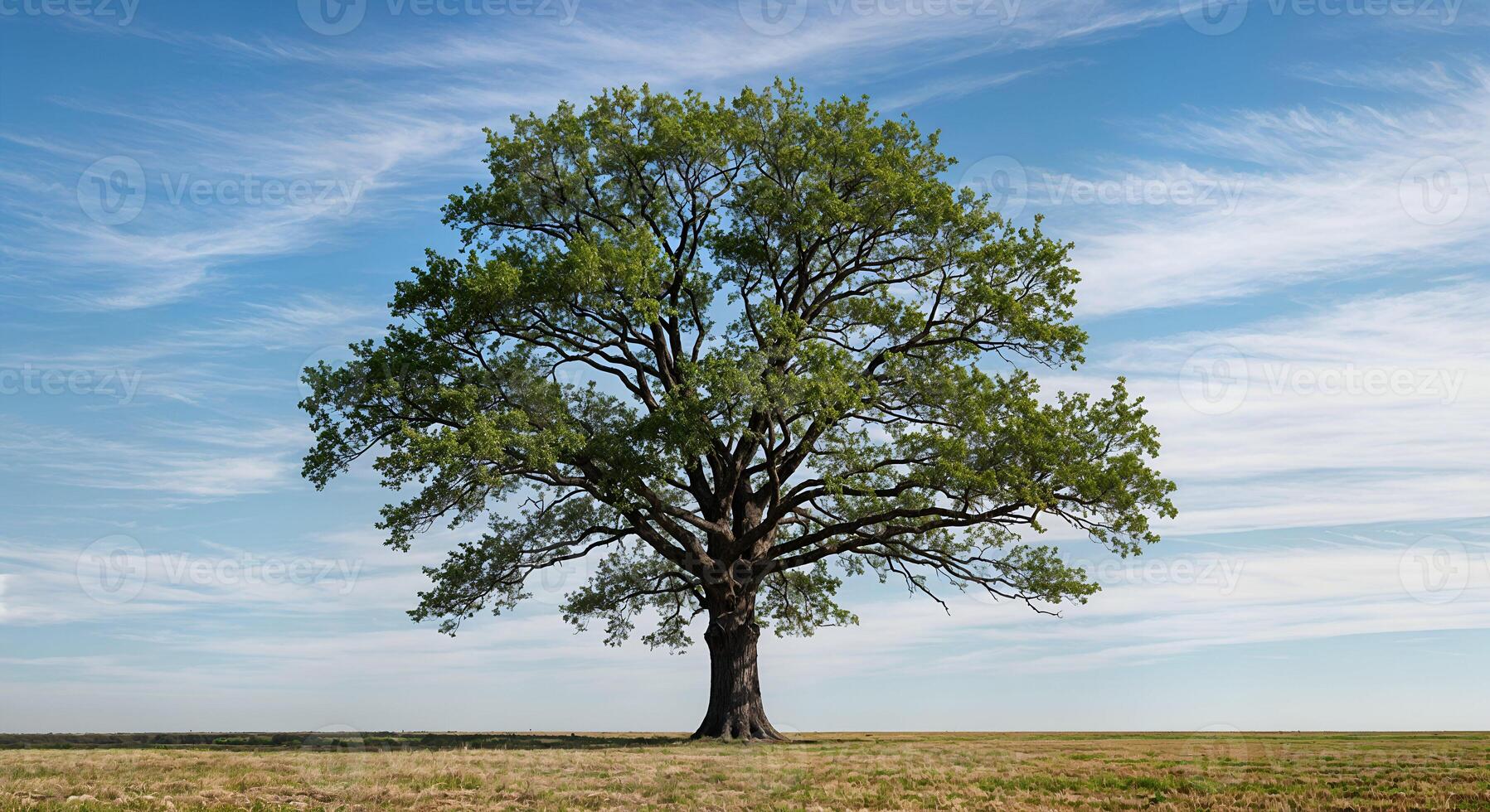 Majestic Oak Tree in Serene Field Peaceful Summer Sky Landscape Blue Calm Wide Open View Green Rural photo