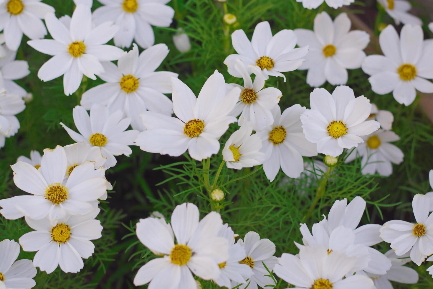white cosmos gargen photo