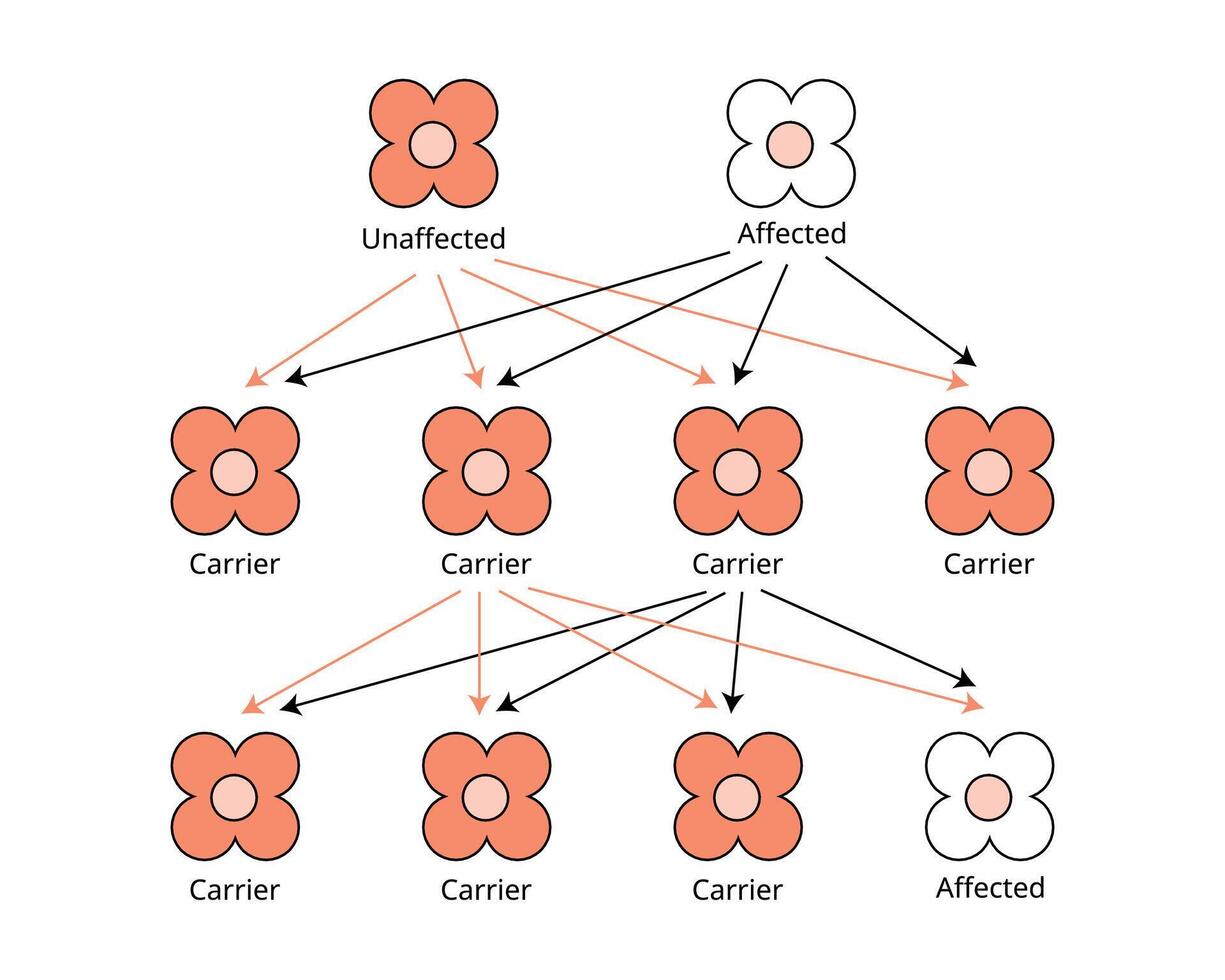 Mendelian genetics, the three possible genetic conditions for a trait inherited from affected, unaffected, carrier vector