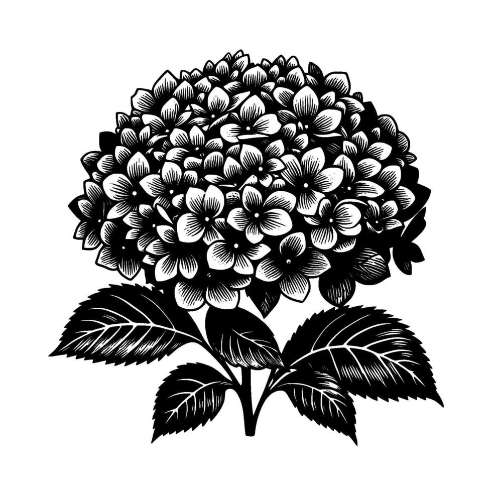 Bold, monochromatic illustration of a full hydrangea bloom and leaves, showcasing intricate linework and against a clean white background. vector