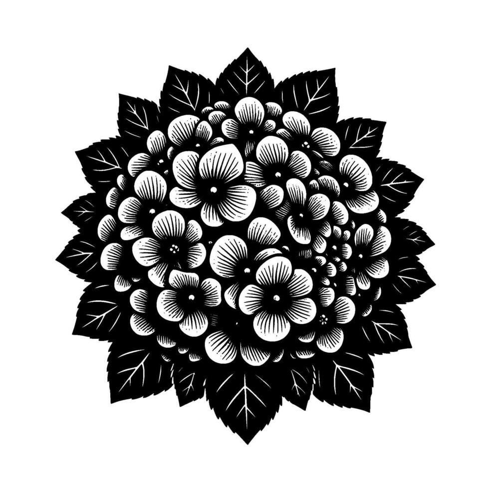 Intricate black and white hydrangea illustration with detailed petals and leaves, showcasing a delicate, floral on a white background. vector