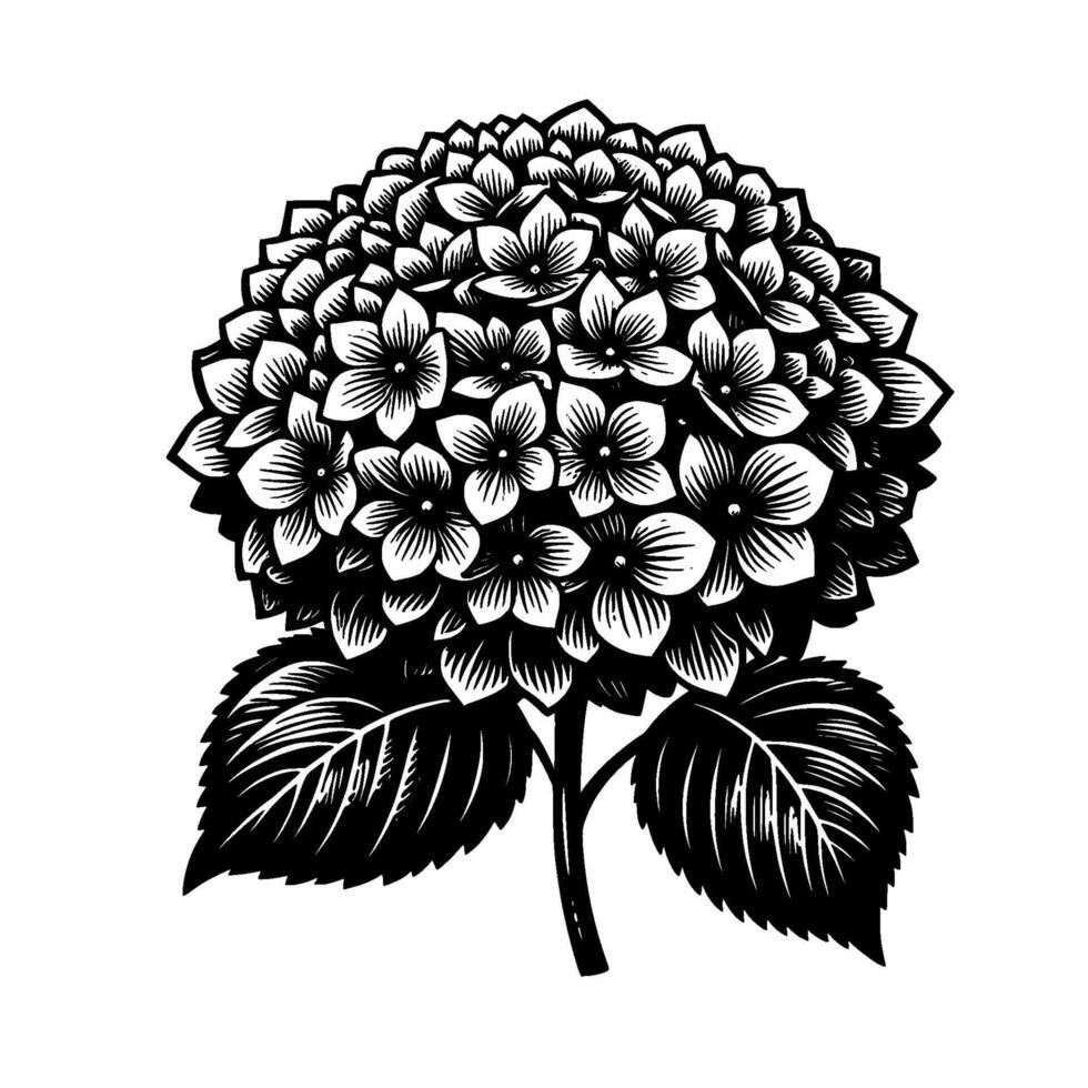 Intricate Black and White Hydrangea Illustration Detailed Floral Bloom with Leaves on White Background. vector