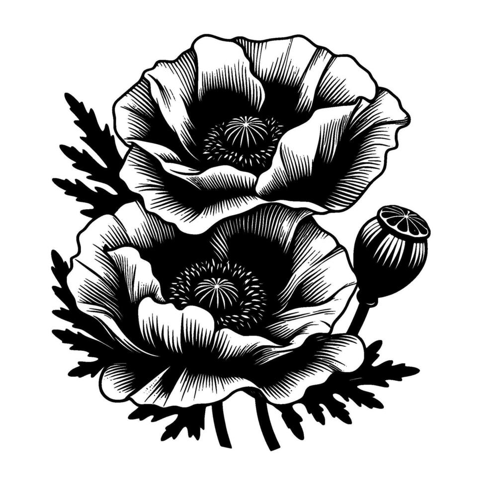 Intricate Black and White Illustration Two Poppies, Seed Pod, Leaves, Detailed Line Art, Floral . vector
