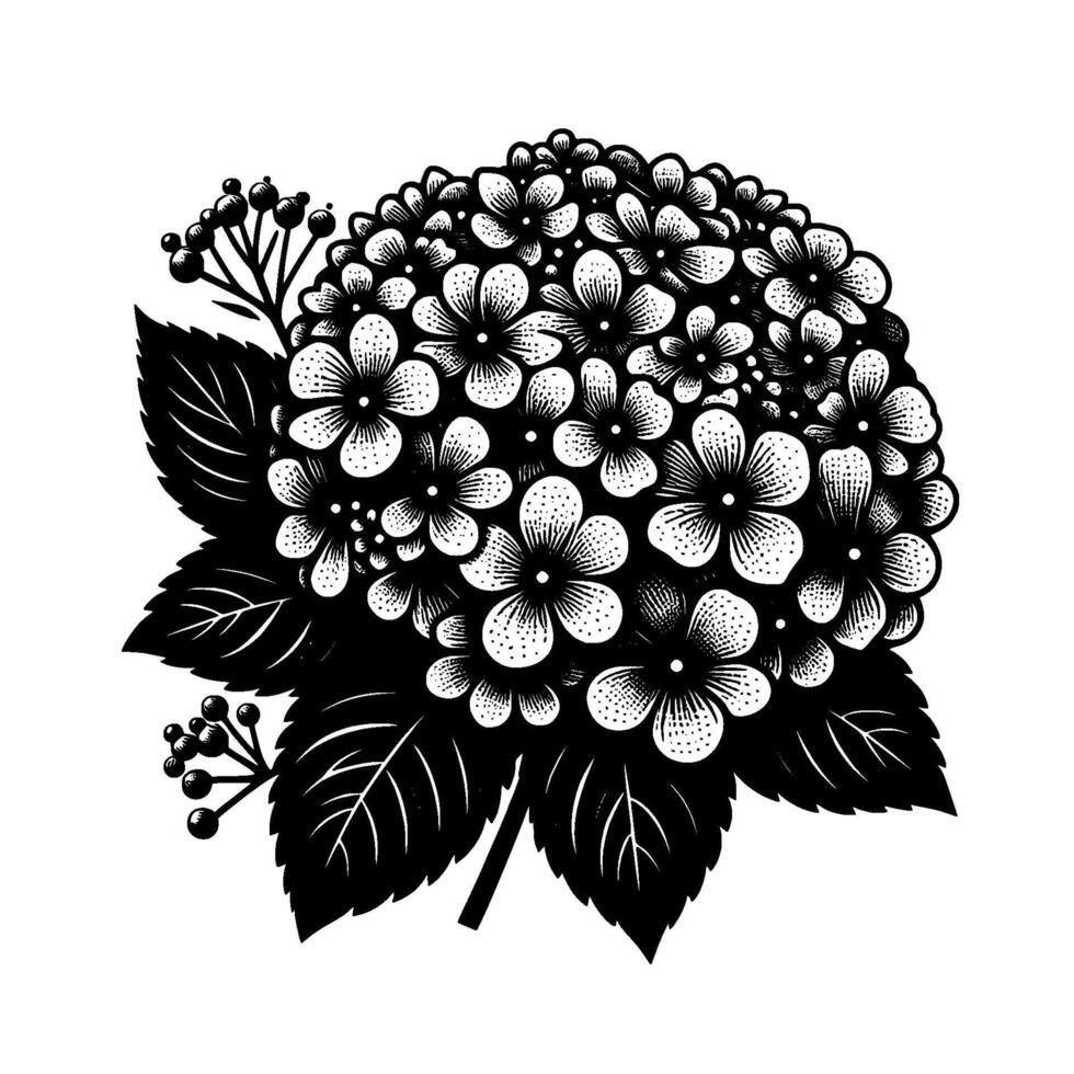Black and White Engraved Hydrangea Detailed Illustration of a Lush Floral Cluster with Leaves and Berries on White. vector