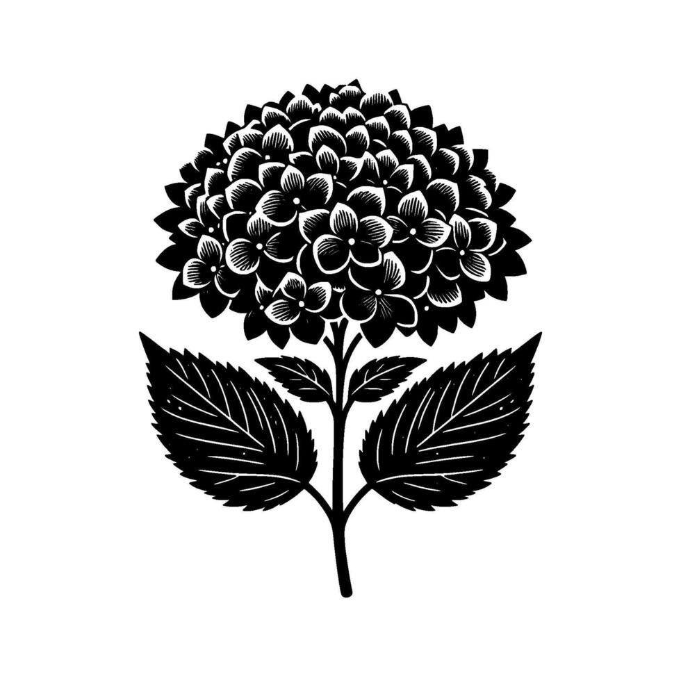 A Stylized, HighContrast Black and White Illustration of a Lush Hydrangea Blossom with Two Large, Detailed Leaves on a White Background. vector