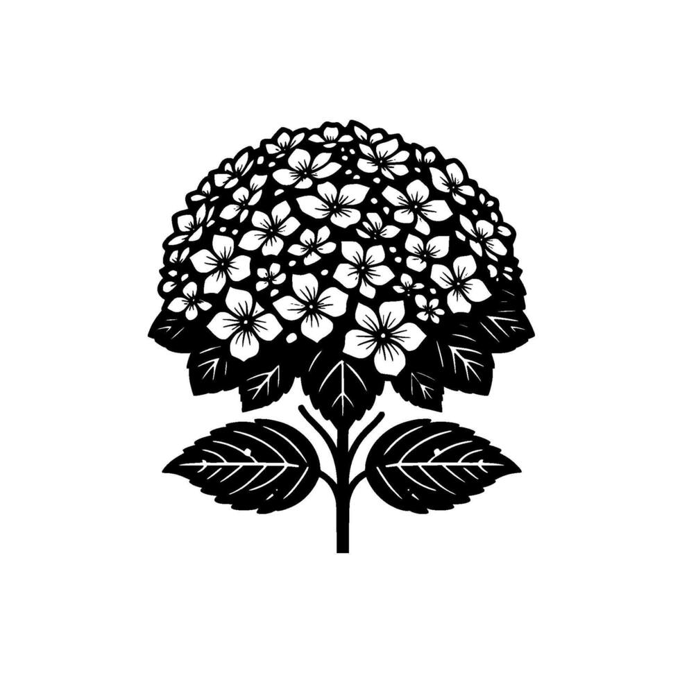 Artistic Black White Hydrangea a Illustration of Blossoms Leaves, Symbolic Botanical on White vector