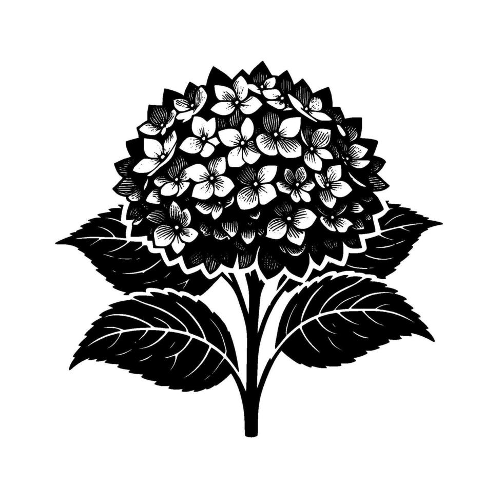 Intricate Black and White Hydrangea Illustration Detailed Floral , Bold Contrast, Leafy Stem, Isolated on White vector