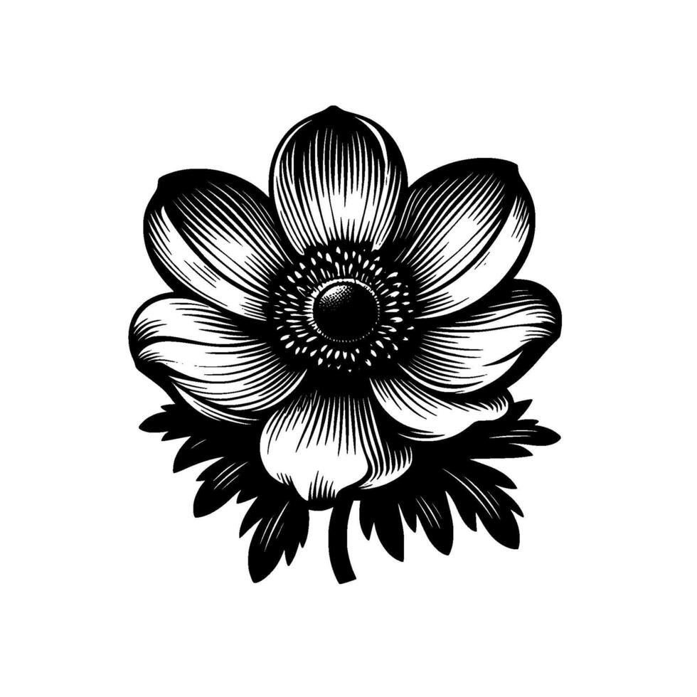 Intricate Black and White Engraving of an Anemone Flower, Detailed Petals, Central Seed Head, and Leaves on a Plain White Background. vector