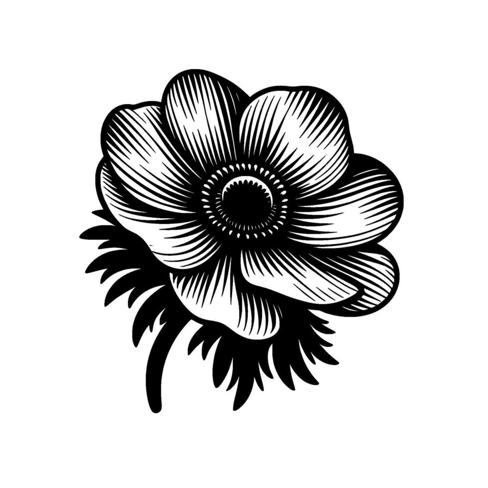 Intricate Black and White Engraving of Anemone Flower, Showcasing Detailed Petals and Leaves, on a Plain White Background. vector