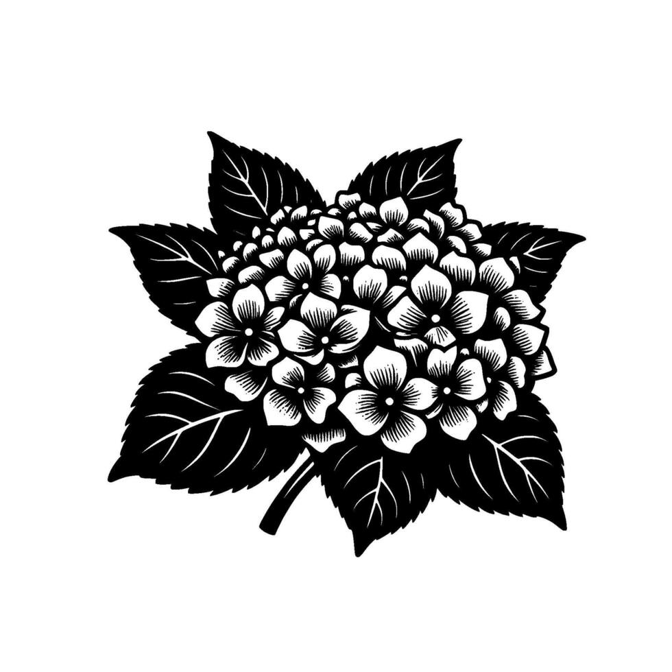 Intricate Black and White Hydrangea Illustration with Detailed Petals and Leaves, Floral Art on White Background. vector