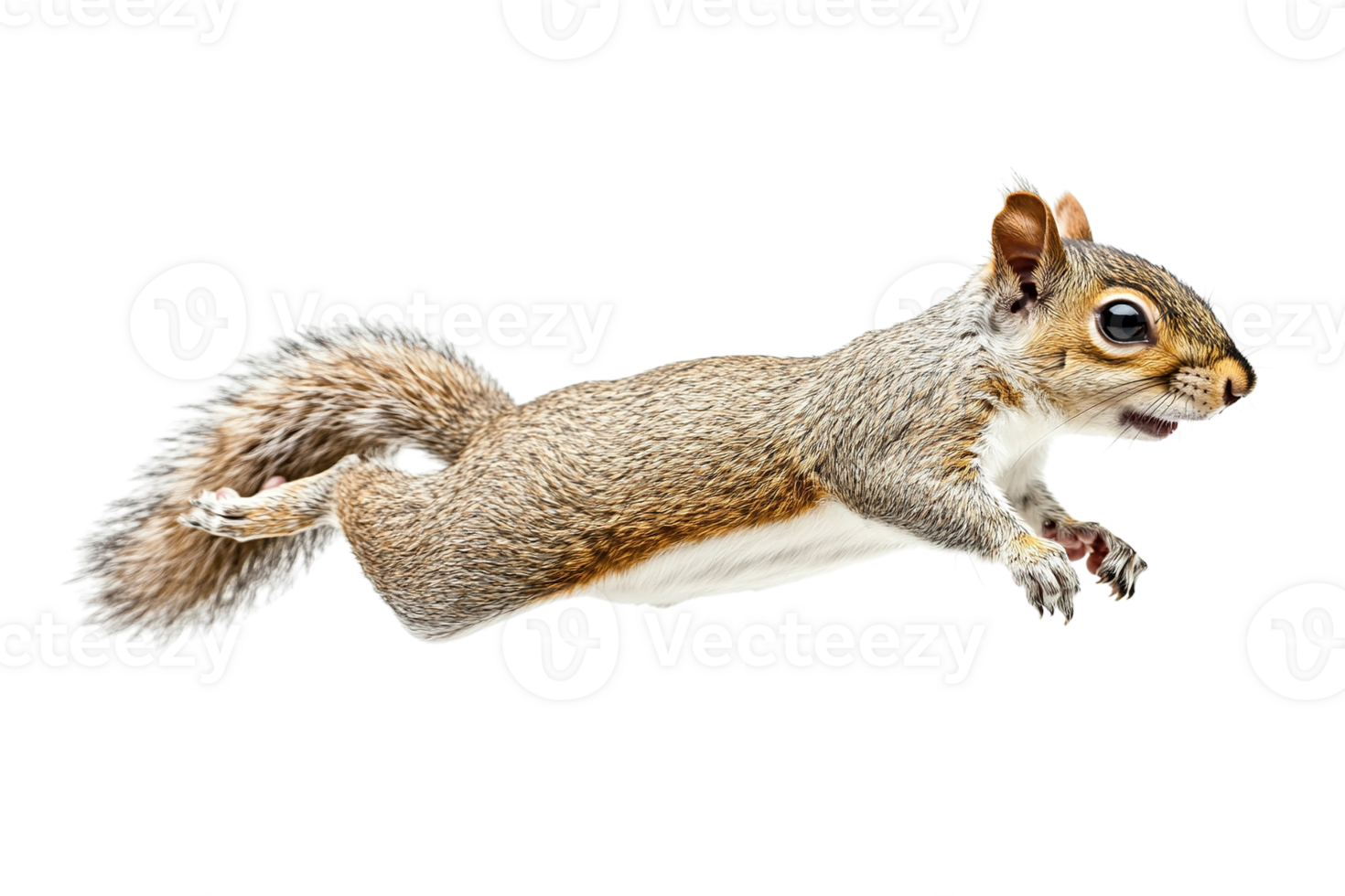 Squirrel Leaping in Mid-Air on Transparent Background png