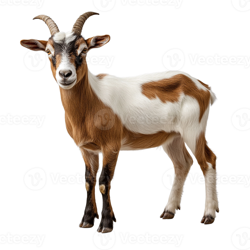 Young Brown and White Goat Standing png