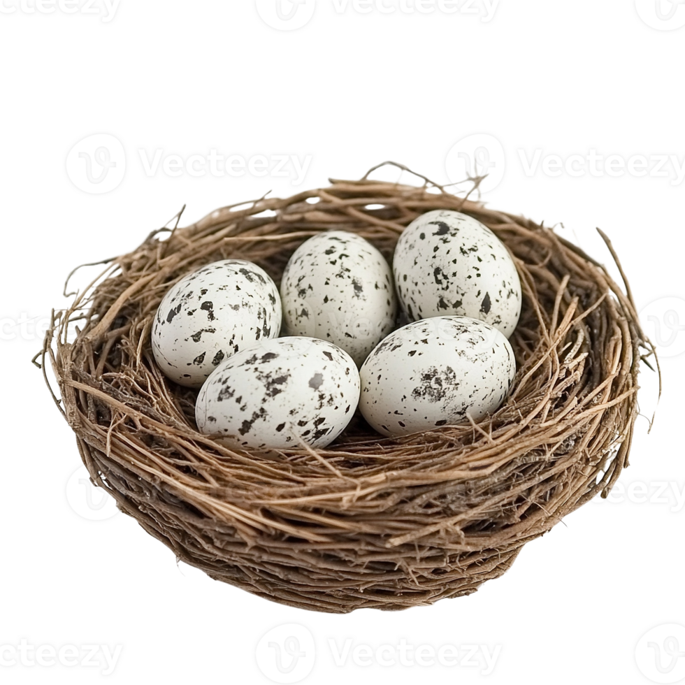 Bird's Nest with Speckled Eggs on Transparent Background png