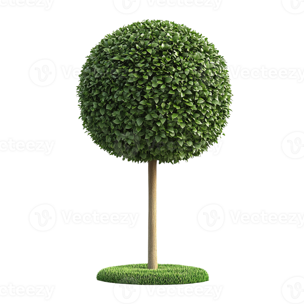 Round Topiary Tree with Dense Green Foliage png