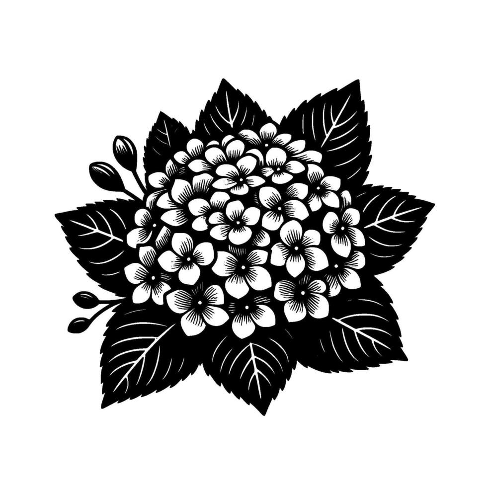 Intricate Black and White Hydrangea Floral Illustration, Featuring Detailed Leaf and Bud Arrangements, on Isolated White Background. vector